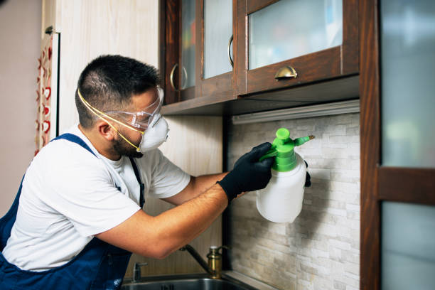 Best Affordable Pest Control Services  in Stickney, IL