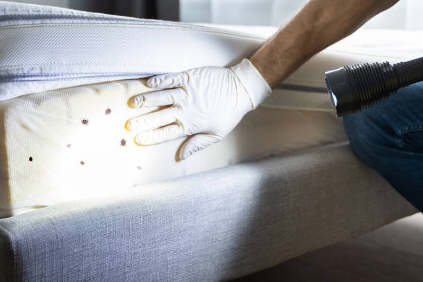 Best Exterminator Services  in Stickney, IL